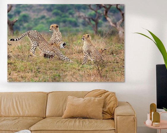 Aperçu de la chambre