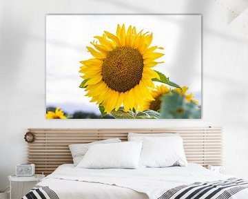 Sunflower in its full glory by Willy Sybesma