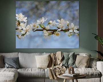 Frühlingsblüte einer Weihnachtspflaume