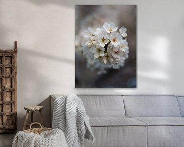 Under the cherry blossom by Richard van de Kerkhof