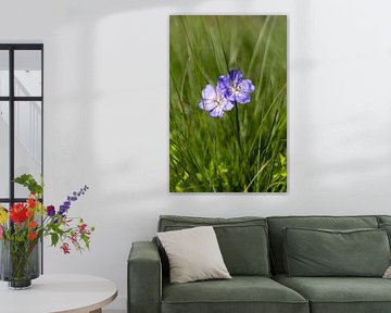Purple flowers among the grass by Richard van de Kerkhof