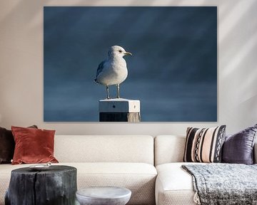 Die kleine Möwe auf der Lauer von Anoeska Fotografie