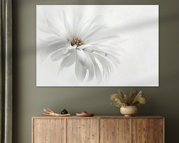 Delicate White no.1