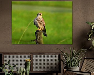 "torenvalk op een paaltje" / Kestrel on a post by Pascal Engelbarts