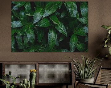 Feuillage tropical en gros plan sur NZME Photography