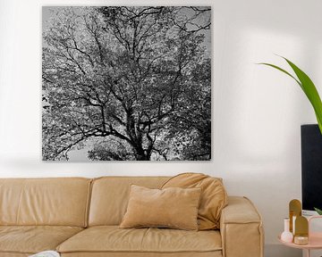 The crown of a tree in black and white. by Jose Lok