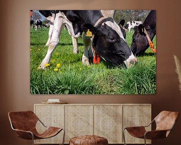 Grazende Holsteiner koe met paardenbloemen van Jan Sportel Photography