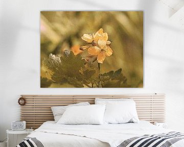 A flower in the dunes - A flower in the dunes by Henry Foto