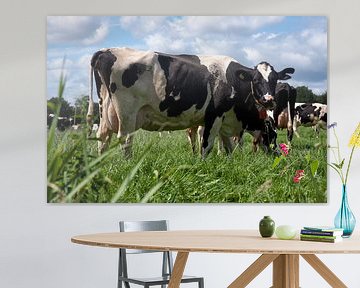 Cows in pasture sur Jan Sportel Photography
