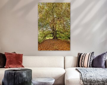 Chêne en automne dans le village frison de Marssum sur Harrie Muis