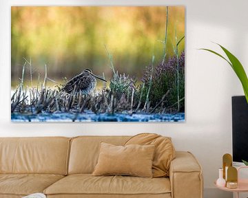 Snipe in the morning light by Wilma Hoeve