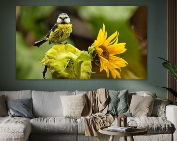 Cheerful blue tit on sunflower - nature moment in the rain by Saranda in 't Veld Fotografie