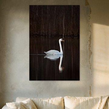 Eleganter Schwan mit Spiegelung im Herbst