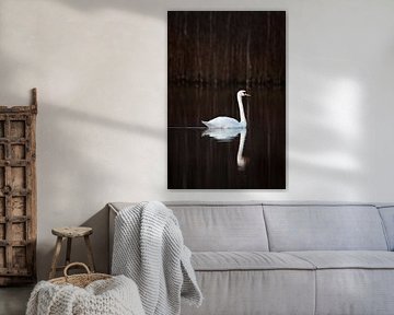 Elegant Swan with reflection during autumn by Patrick van Os