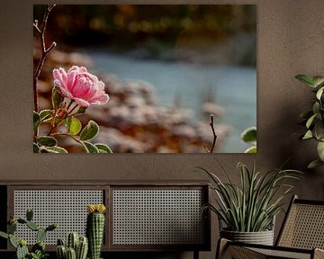 roze roos met bevroren vorst van Margriet Hulsker