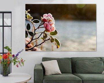 roze rozen met vorst op de bloembladeren van Margriet Hulsker