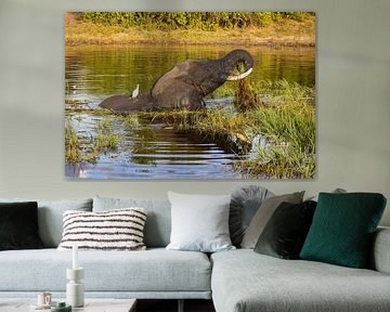 Elefant im Chobi-Fluss, Botswana