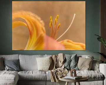 Lys orange sur Cindy Mulder