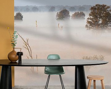 Birken im Nebel auf dem Bargerveen; Birken Bargerveen