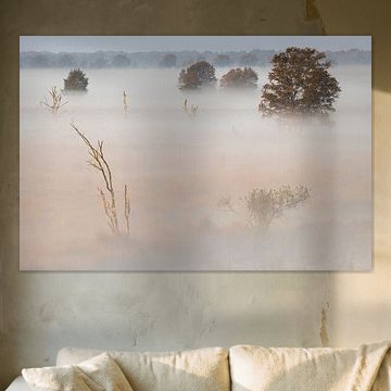 Bouleaux dans la brume sur le Bargerveen ; bouleaux Bargerveen