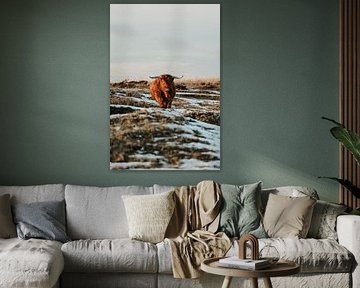 Schotse hooglander van Jietske Donders