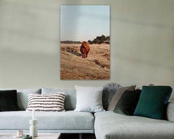 Schotse hooglander van Jietske Donders