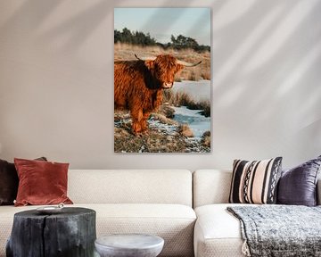 Schotse hooglanders van Jietske Donders