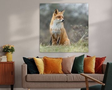 Red fox von Menno Schaefer