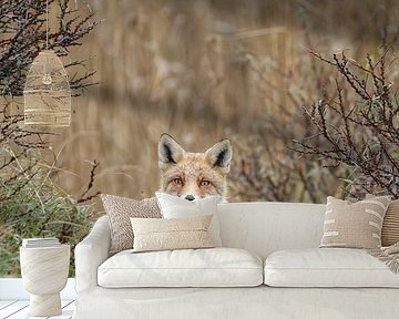 Red fox by Menno Schaefer