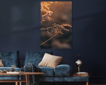 Winterblume in der goldenen Stunde von Amber de Jongh