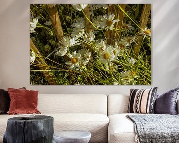 Marguerites & clôture en bois – Éclat d’été au jardin sur Brave Toaster Photos