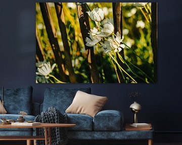 Margeriten am Holzzaun – Botanische Wandkunst im warmen Licht von Toaster Studio – Kreative Fotografie