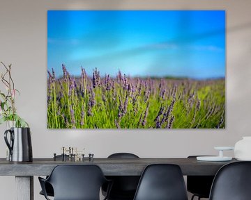 Lavender blossoming in the Provence during a summer day by Sjoerd van der Wal Photography