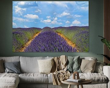 Lavender blossoming in the Provence during a summer day by Sjoerd van der Wal Photography