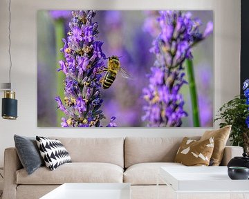 Lavender blossoming in the Provence during a summer day by Sjoerd van der Wal Photography