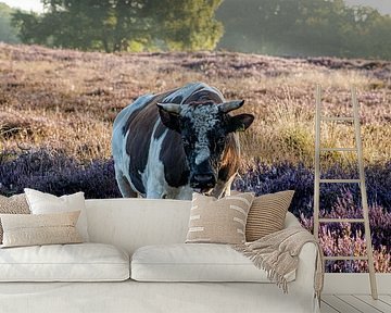 Kuh auf dem Moor im Morgennebel.