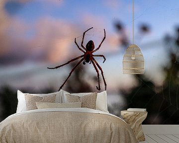Spinne im Netz bei Sonnenuntergang