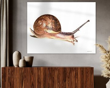 Little snail in the grapes on my plate. by Henry Foto
