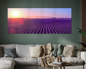 Lavender blossoming in the Provence during sunset by Sjoerd van der Wal Photography