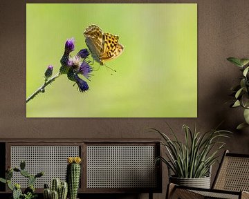 Schoonheid verborgen in het volle zicht: Keizersmantel en distel