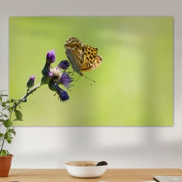 Beauty hidden in plain sight: Emperor's cloak and thistle