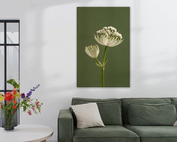 Eenvoudig portret van een Zeeuws Knoopje van Marjolijn van den Berg