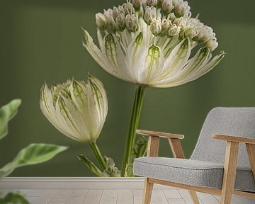 Simple portrait of a Zeeland Knot by Marjolijn van den Berg