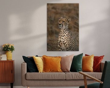 Gepard von Jessica Pool