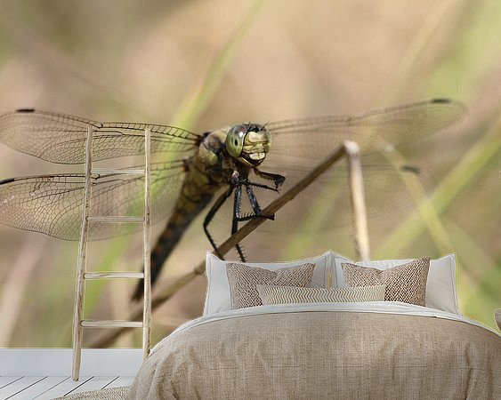 Aperçu de la chambre