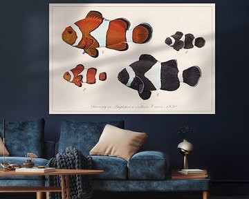 Amphiprion ocellaris 