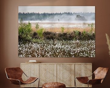 Cattail; Eriophorum angustifolium; Common Cottongrass by Karin Broekhuijsen