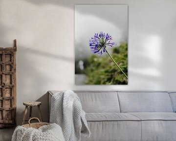 Lila Blume