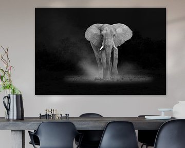 Majestueuze olifant in de schijnwerpers van Chris Stenger