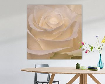 Weiße Rose